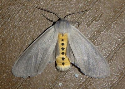 8238 - Euchaetes egle; Milkweed Tussock Moth