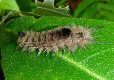 8302 - Dasychira obliquata; Streaked Tussock caterpillar