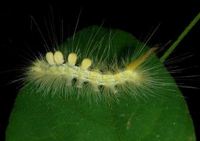 8314 - Orgyia definita; Definite Tussock Moth caterpillar