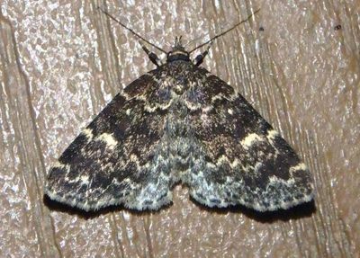 8330 - Idia scobialis; Smoky Idia