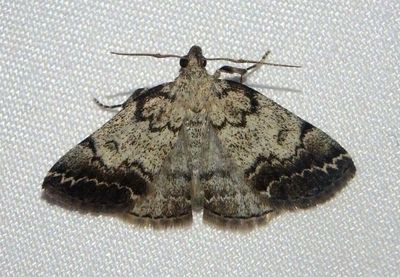 8341 - Zanclognatha theralis; Litter Moth species