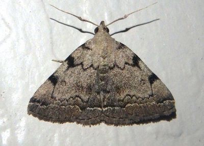 8341 - Zanclognatha theralis; Litter Moth species