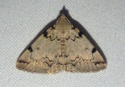 8341 - Zanclognatha theralis; Litter Moth species