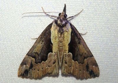 8442 - Hypena baltimoralis; Baltimore Hypena