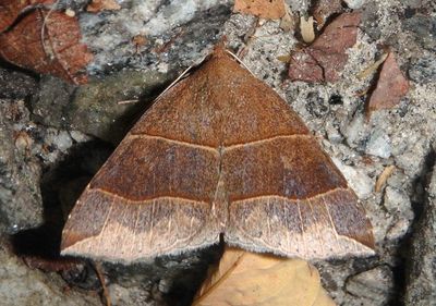 8727 - Parallelia bistriaris; Maple Looper Moth