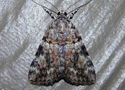 8878 - Catocala amica/lineella complex; Girlfriend and Lined Underwing
