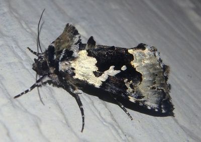 8942 - Syngrapha rectangula; Salt-and-Pepper Looper