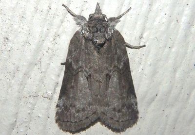 8978 - Nycteola metaspilella; Forgotten Frigid Owlet