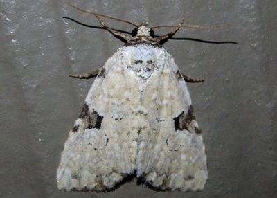 9065 - Leuconycta diphteroides; Green Leuconycta