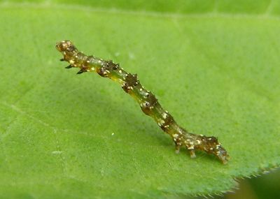 9095 - Ponometia erastrioides; Small Bird Dropping Moth caterpillar; early instar