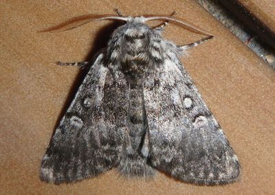 9185 - Colocasia propinquilinea; Closebanded Yellowhorn Moth