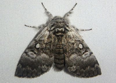 9185 - Colocasia propinquilinea; Closebanded Yellowhorn Moth