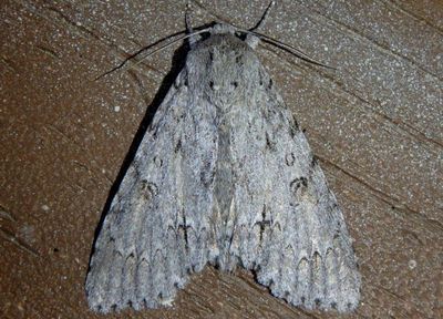 9200 - Acronicta americana; American Dagger