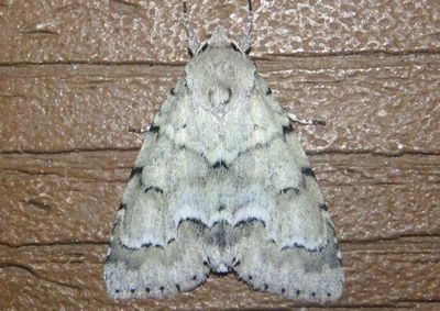 9207 - Acronicta innotata; Unmarked Dagger