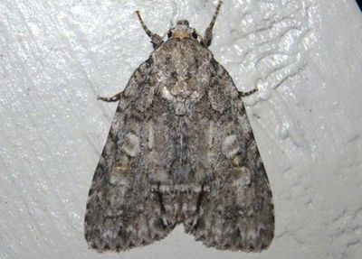 9242.1 - Acronicta immodica; Medium Dagger