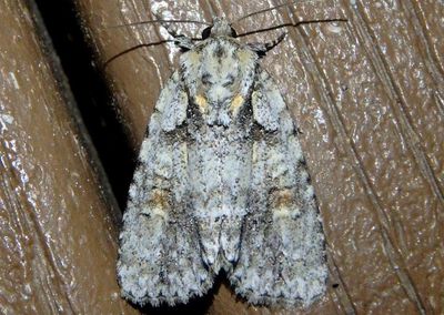 9243 - Acronicta ovata; Ovate Dagger