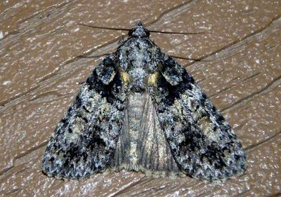 9249 - Acronicta increta; Eclipsed Oak Dagger