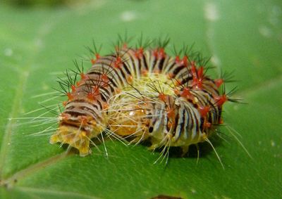 9251 - Acronicta retardata; Maple Dagger caterpillar