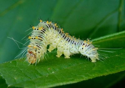 9251 - Acronicta retardata; Maple Dagger caterpillar