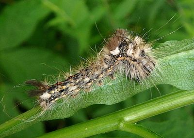 9257 - Acronicta impleta; Yellow-haired Dagger caterpillar