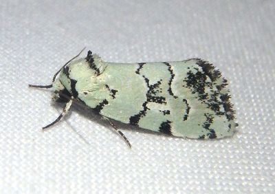 9297.2 - Elaphria cyanympha; Dart Moth species