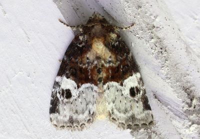 9410 - Neoligia crytora; Noctuid Moth species