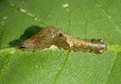 9678 - Elaphria versicolor; Variegated Midget caterpillar