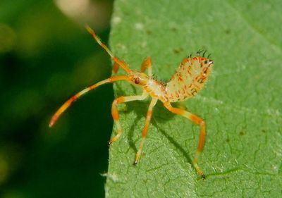 Acanthocephala terminalis; Leaf-footed Bug species nymph