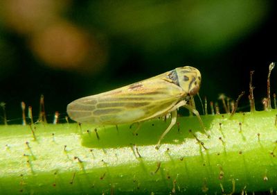 Agalliopsis ancistra; Leafhopper species
