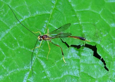 Agrypon flaveolatum; Ichneumon Wasp species; female