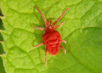 Allothrombium Velvet Mite species