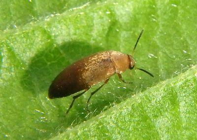 Anaspis rufa; False Flower Beetle species