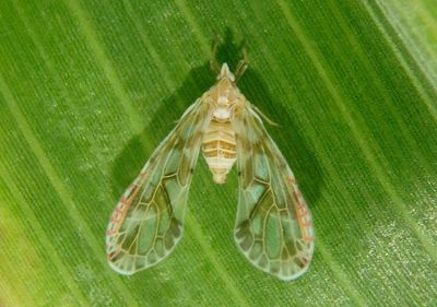 Anotia kirkaldyi; Derbid Planthopper species
