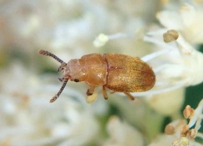 Antherophagus ochraceus; Silken Fungus Beetle species