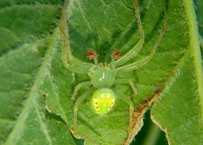 Araneus cingulatus; Orb Weaver species