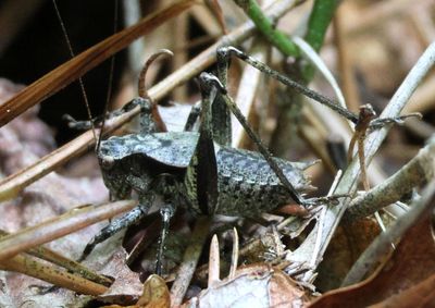 Atlanticus Eastern Shieldback Katydid species; male