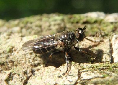 Atomosia puella; Common Micropanther