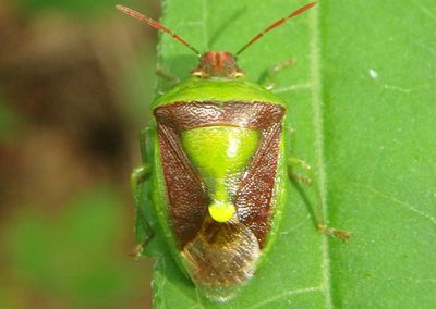 Banasa dimidiata; Stink Bug species