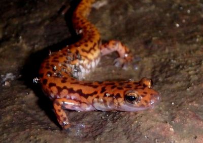 Cave Salamander