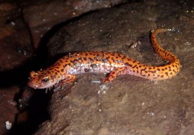 Cave Salamander