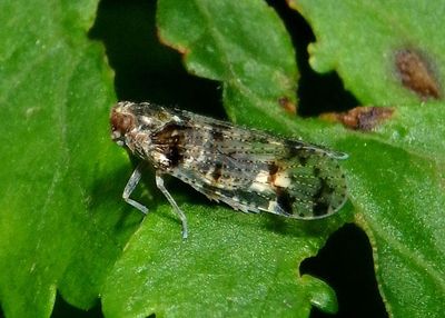 Cixius nervosus; Cixiid Planthopper species