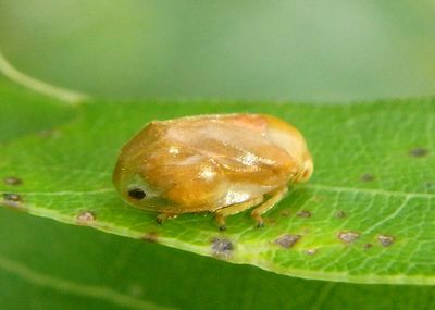 Clastoptera testacea; Spittlebug species; female