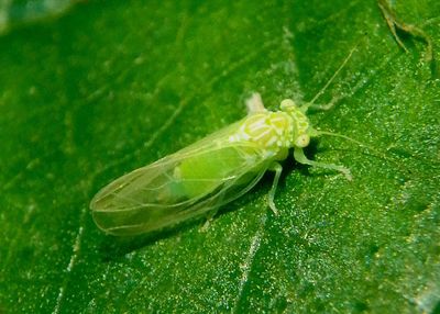 Craspedolepta Psyllid species