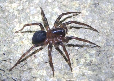 Cybaeus Spider species