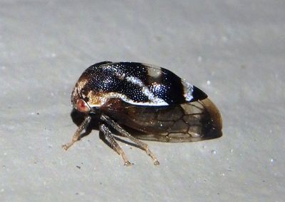 Cyrtolobus discoidalis; Treehopper species
