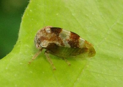 Cyrtolobus vau; Treehopper species