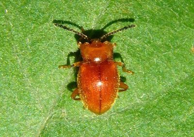 Danae testacea; Handsome Fungus Beetle species