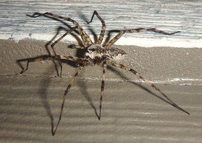 Dolomedes albineus; Whitebanded Fishing Spider
