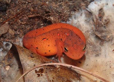 Eastern Newt