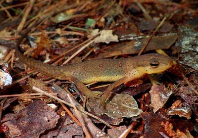 Eastern Newt